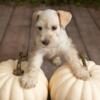 Miniature Schnauzer puppies for sale