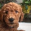 BEAUTIFUL MINI GOLDENDOODLE PUPPIES