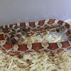 Corn, King & Milk Snakes
