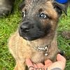 Belgian Malinois pups