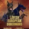 European Doberman finest must see 9 immediate champions on the pedigree