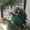 Turquoise/Cinnamon Turquoise Green Cheek Conures