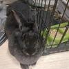 XL Flemish giants