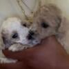 CKC TOY POODLES PUPPIES 4 available 