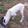 Great Dane Puppies