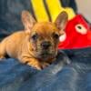 Fawn Merle female Frenchie