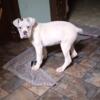 Special needs Boxer male puppy