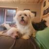 Purebred Maltese female puppy available now