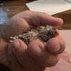 ROSEY BOURK PARAKEETS- SOLD OUT