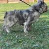 Fluffy lilac male akc registered