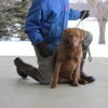 2 Six months old Male Chesapeake Bay Retrievers