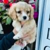 Cavapoo puppies looking for FURever home