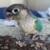 Turquoise Yellow-sided Green Cheek Conure Baby