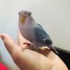 Baby peach face lovebird