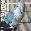 Quaker