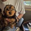 Yorkshire terrier for sale