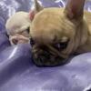 4-week-old Frenchie Puppies!!