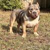 Tri Merle Pocket for stud