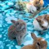 3 month old Holland Lop ready for her new home