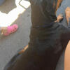 Rottweiler puppies 