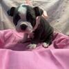 2 Boston terrier female puppies blue