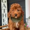 Adorable F1b Cavapoo Conway