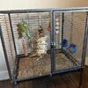 Bird Cage with Toys 