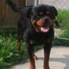 Rottweiler Stud AKC Registered excellent pedigree