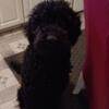 7.5 month old double doodle poodles female150.00