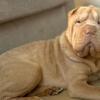 Female Sharpei Puppy