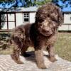 Brown Merle girl goldendoodle 