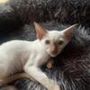 PRICE REDUCED Local pick up only OrientalSiamese 7 available