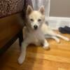 Little Bear 1.5 yr old full breed Pomsky