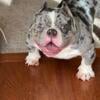 9 month old exotic bully. 