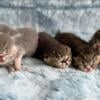 CFA registered Exotic Shorthair Kittens (Lazy Man's Persian)