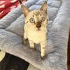 Savanah x bengal cats