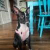 Boston Terrier looking for her forever home