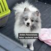 AKC Pomeranian pet only