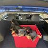 German Rottweiler Puppies