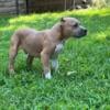 Standard American Bully Puppies