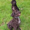 Poodle Pointer pups looking for wonderful home