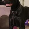 STUD SERVICE  SOLID JET BLACK MALE DOBERMAN PINSCHER