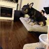 “GIO” THA BIG ROPE FRENCHIE