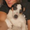 Rat terrier and terrier mix