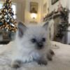 Blue Colorpiont Male Ragdoll Kitten