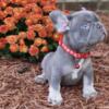 French bulldog European