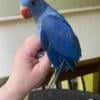 Stunning hand fed violet Indian Ringneck parakeet parrot bird