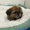 Shih Tzu Puppies Available