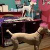 Standard poodles