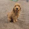 30 lb FEMALE MINI  GOLDNEDOODLE